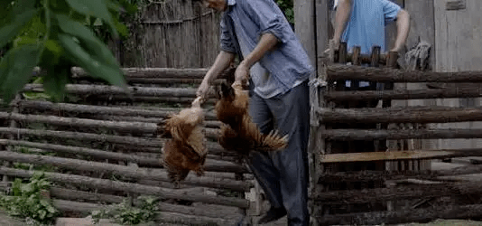 最新版偷雞，從變化中學(xué)習(xí)，擁抱自信，成就非凡之路