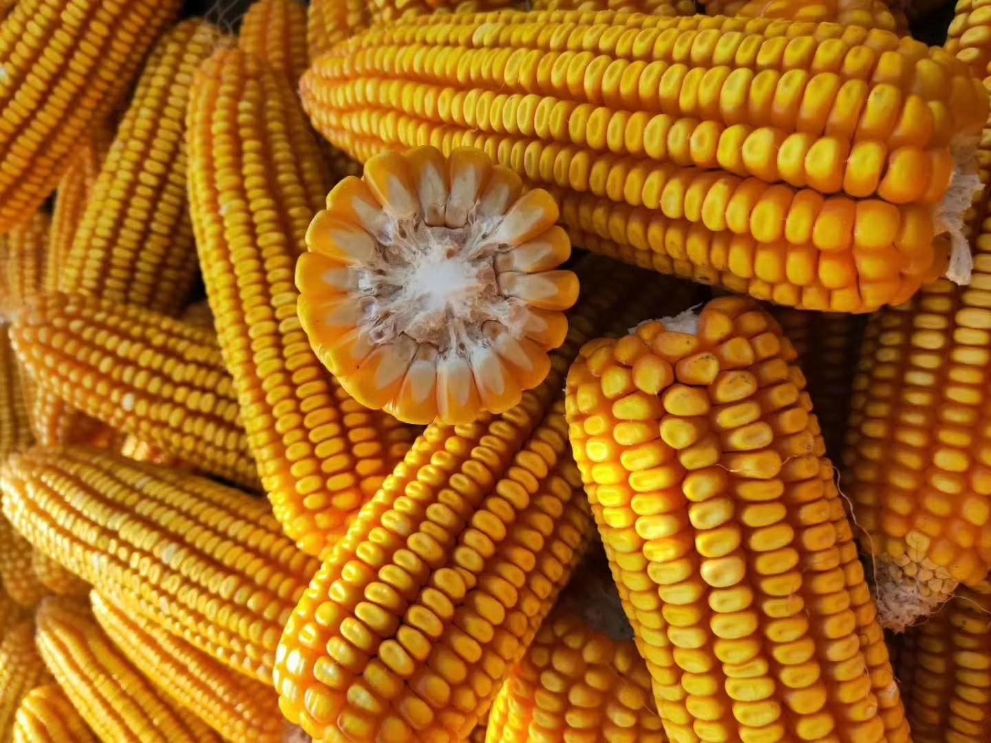 運(yùn)動場館燈具 第52頁