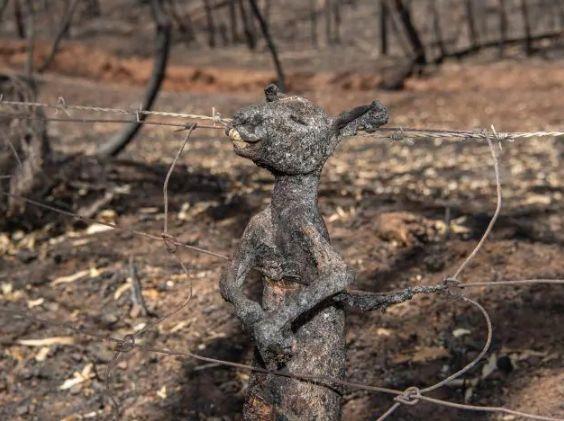 南澳山火最新情況更新，實(shí)時(shí)動(dòng)態(tài)與進(jìn)展