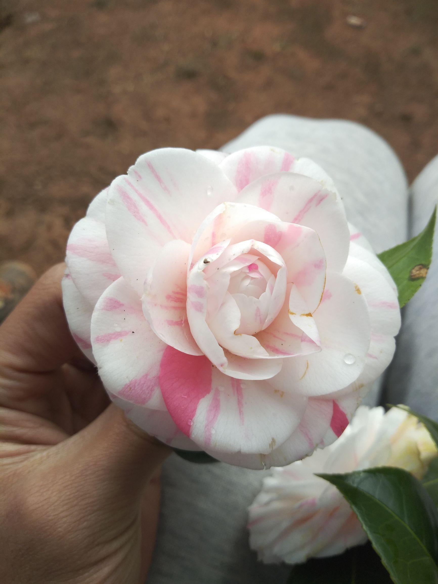 愛5最新劇情，心靈與自然的奇妙之旅