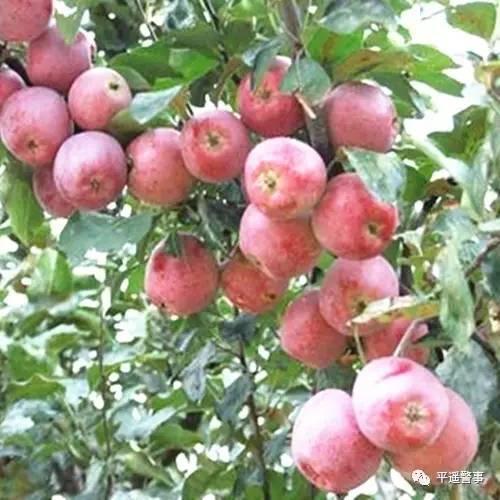 西太后愛心包最新系列，時(shí)尚與慈善的完美結(jié)合，展現(xiàn)獨(dú)特魅力風(fēng)采