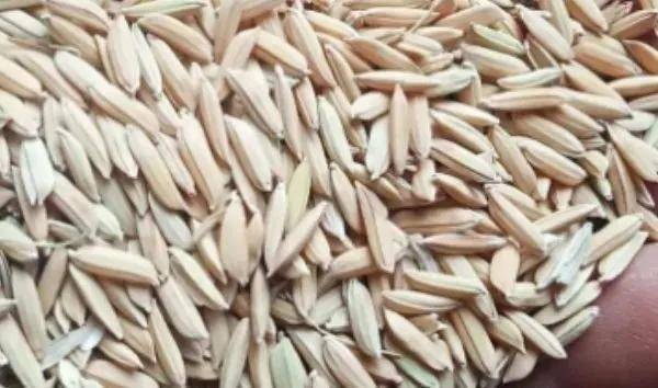 夏鳴星谷子最新科技，點亮生活，科技璀璨引領(lǐng)未來