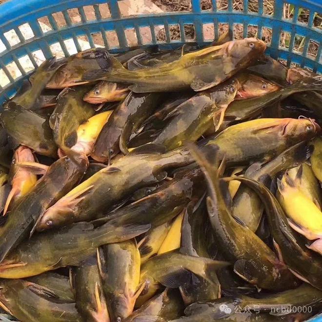 黃顙魚最新報(bào)價(jià)大全，專業(yè)指南與實(shí)時(shí)更新